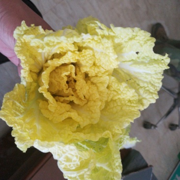 精品娃娃菜