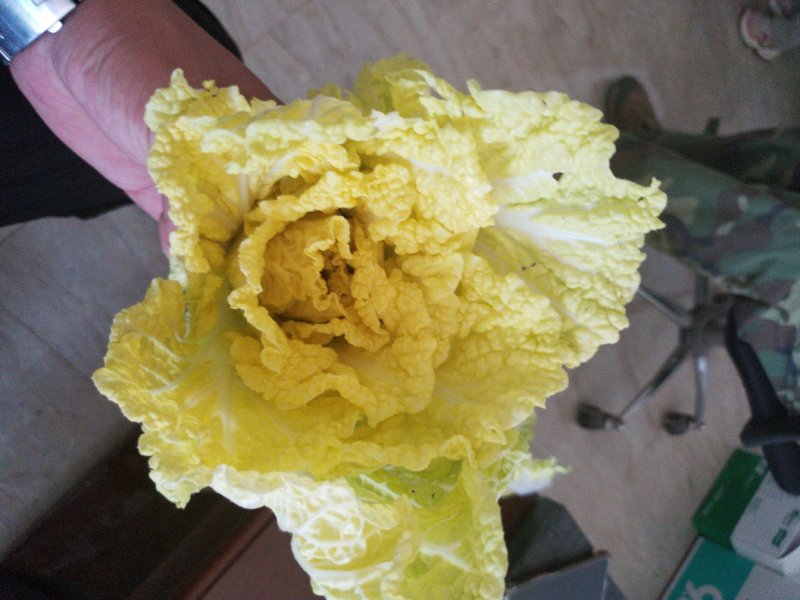 精品娃娃菜