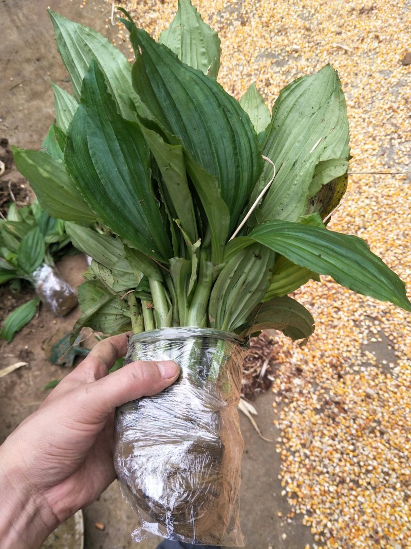 见血清紫花见血青苗可按颗出售，可按斤出售