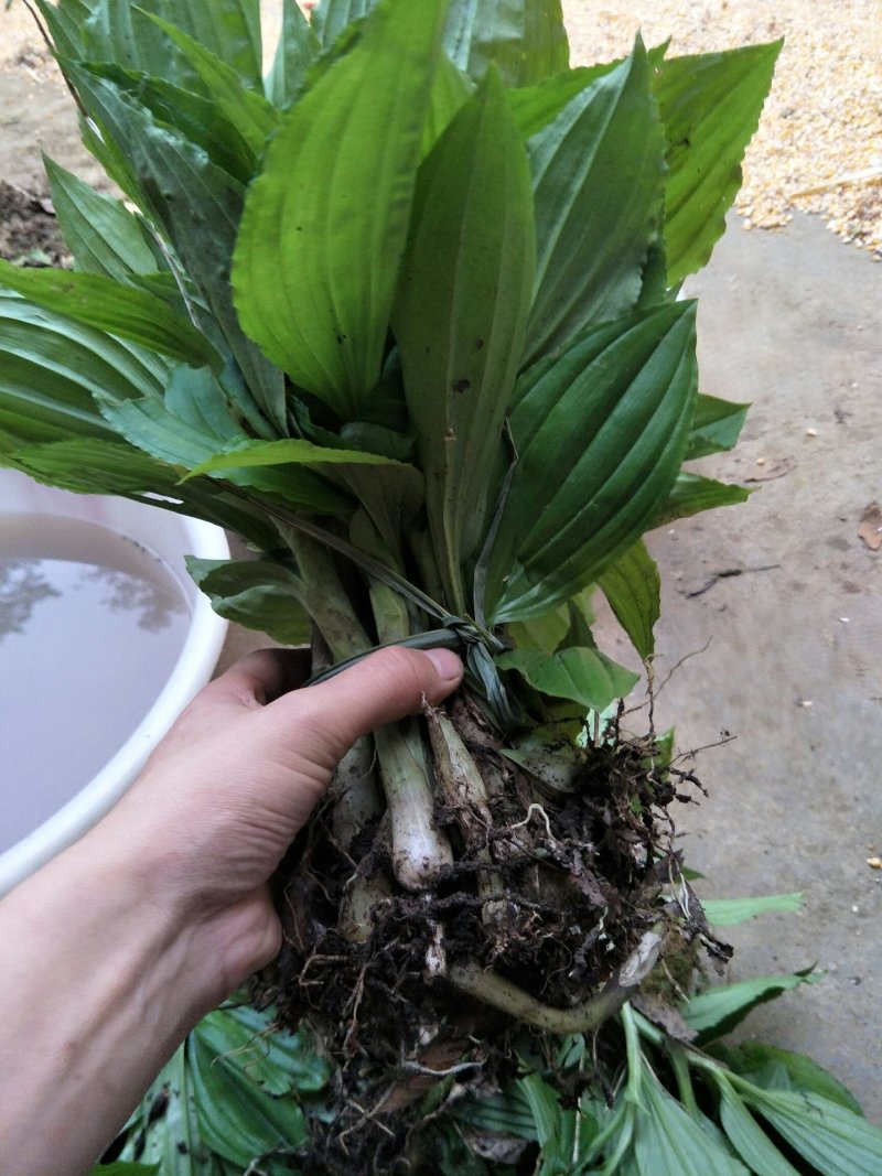 见血清紫花见血青苗可按颗出售，可按斤出售