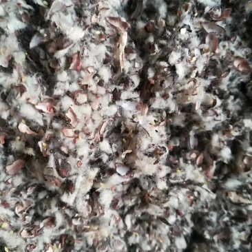 贵州棉壳中壳中绒玉米芯颗粒棉渣麸皮3-5CM稻草大球牛粪