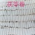 茯苓卷，卷茯，云南茯苓，高规格产品，现货供应