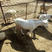 出售奶山羊高产奶羊，怀孕奶羊，种公羊怀孕母羊