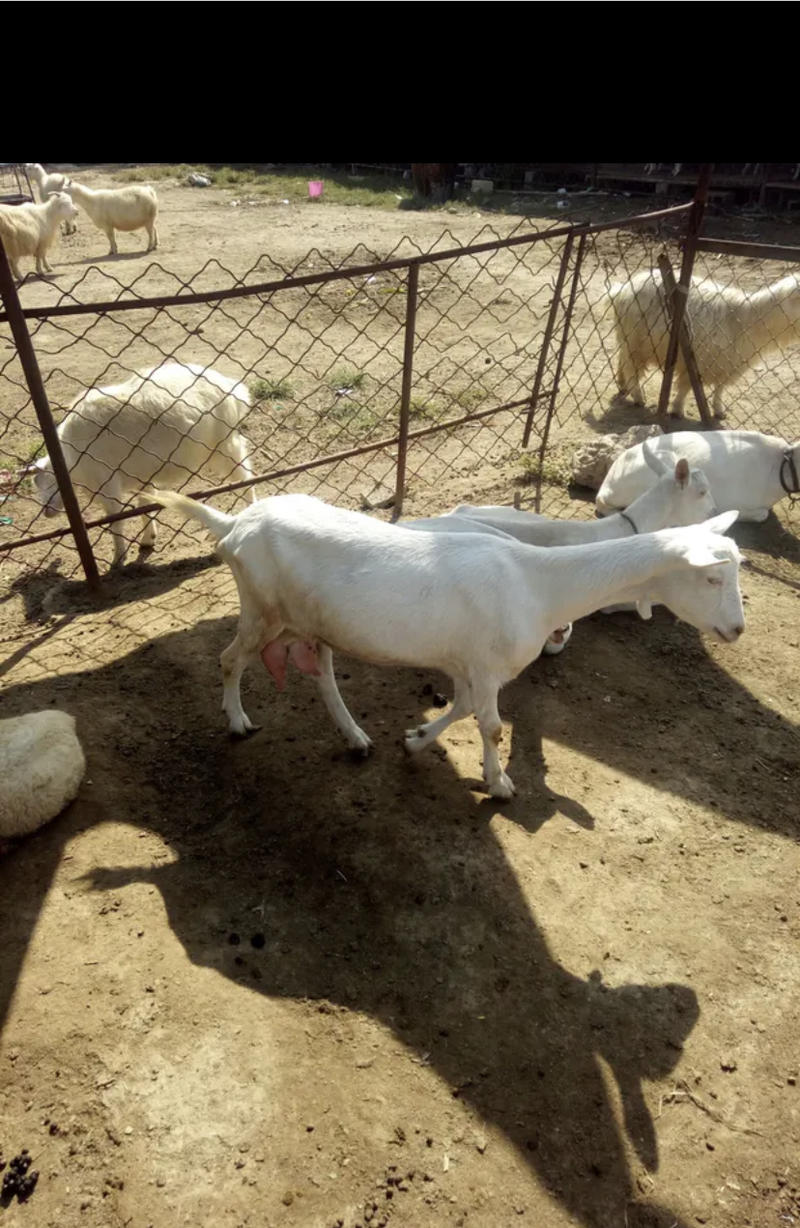 出售奶山羊高产奶羊，怀孕奶羊，种公羊怀孕母羊