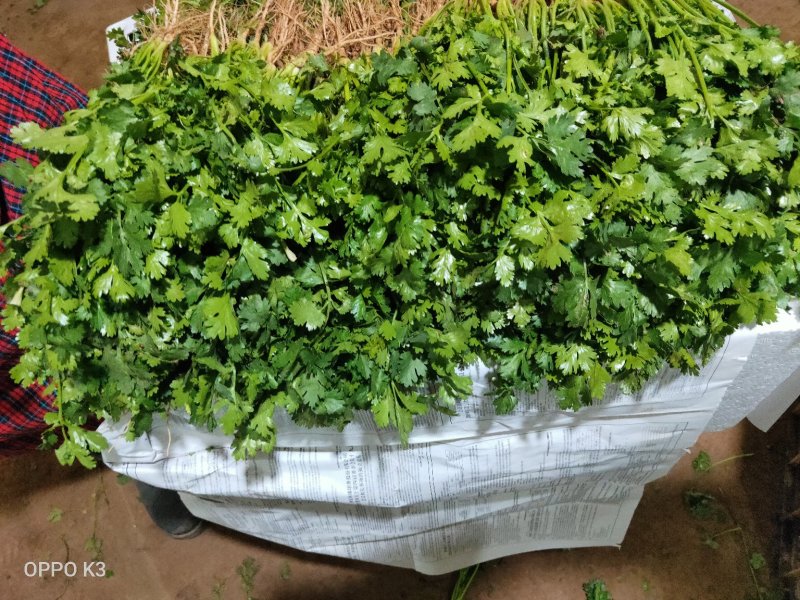 全年供应精品大叶香菜，产地发货量大质优欢迎联系