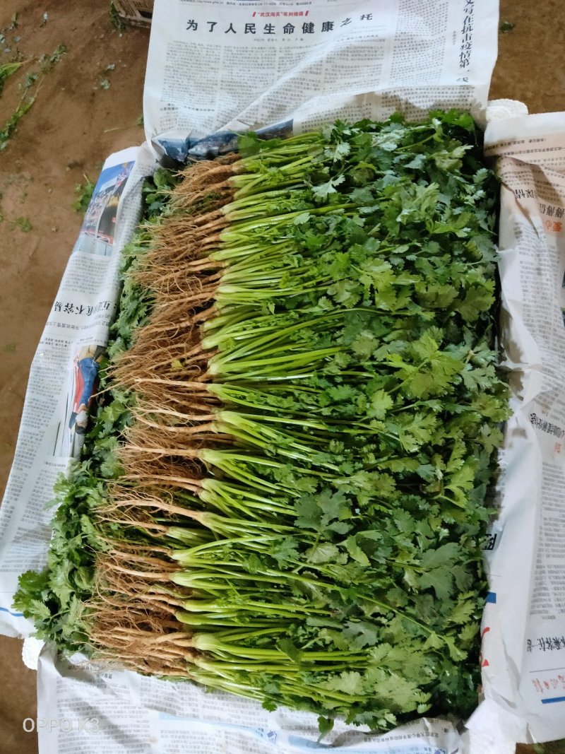 全年供应精品大叶香菜，产地发货量大质优欢迎联系