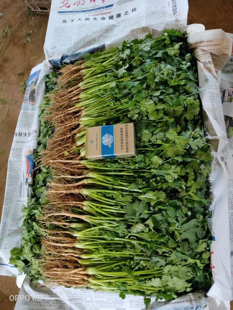 全年供应精品大叶香菜，产地发货量大质优欢迎联系