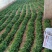 全年供应精品大叶香菜,产地发货量大质优欢迎联系