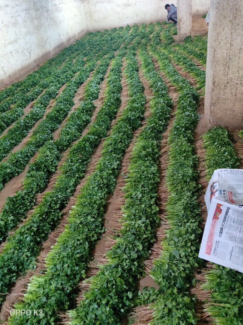 全年供应精品大叶香菜，产地发货量大质优欢迎联系