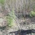 山槐地径两公分到三公分半的