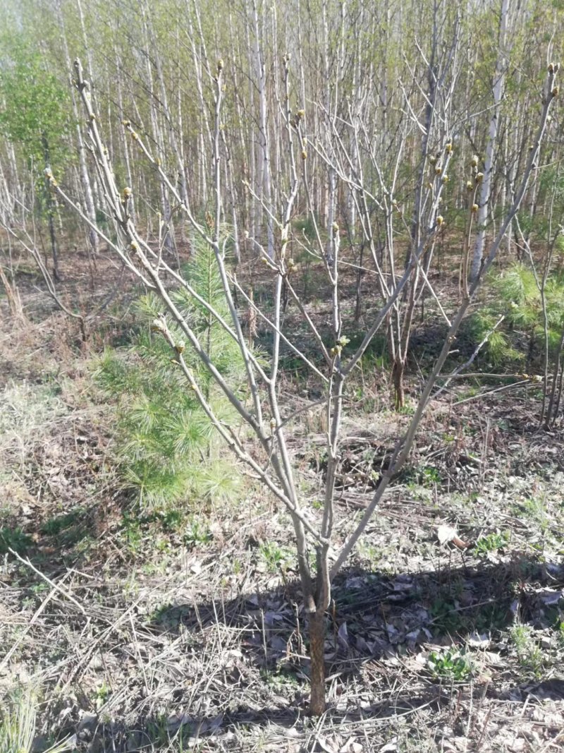 山槐地径两公分到三公分半的
