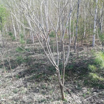 山槐地径两公分到三公分半的