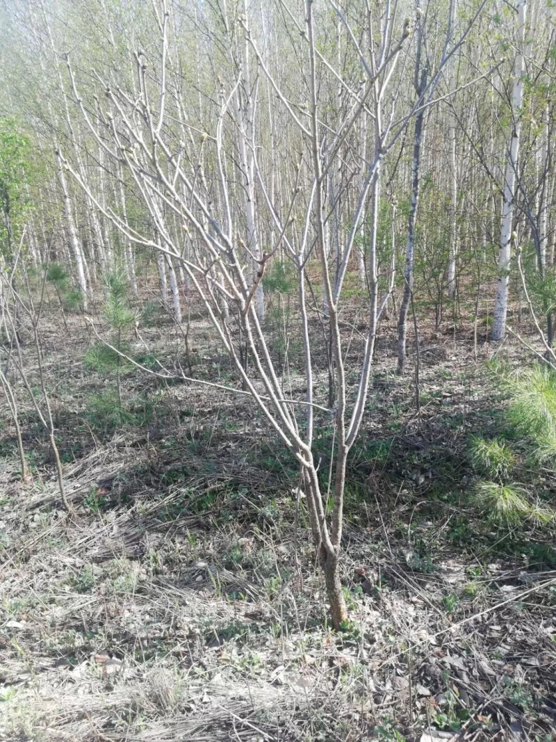 山槐地径两公分到三公分半的