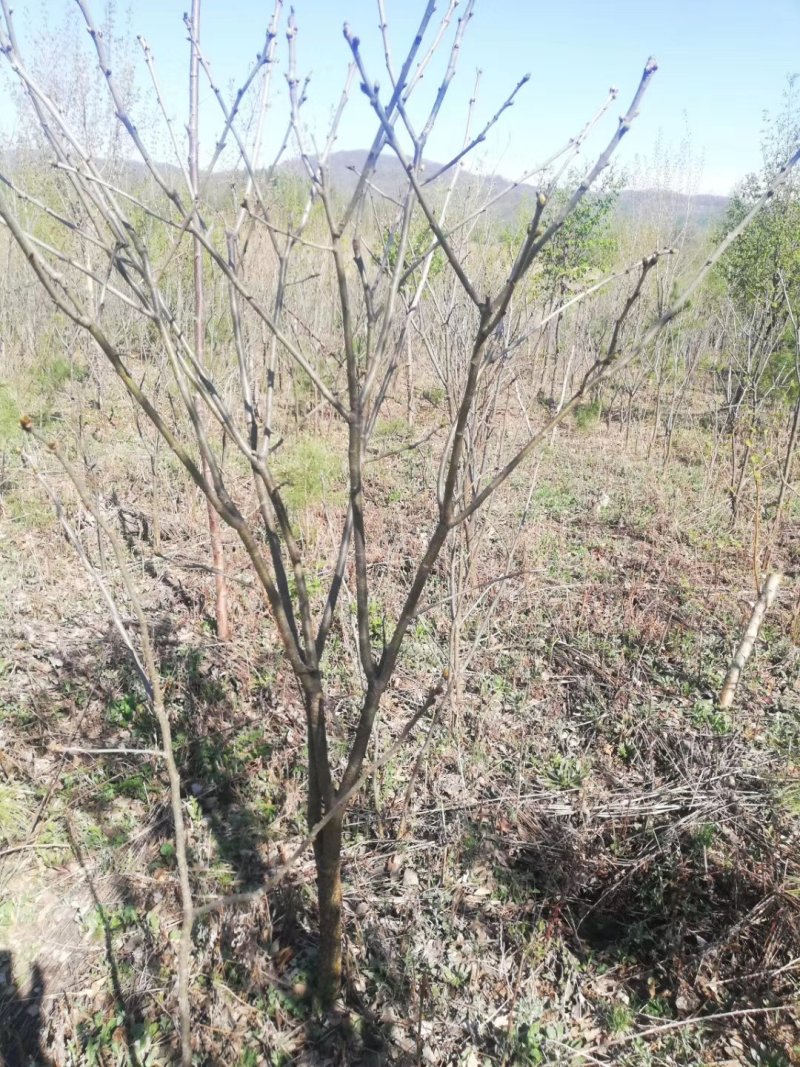 山槐地径两公分到三公分半的