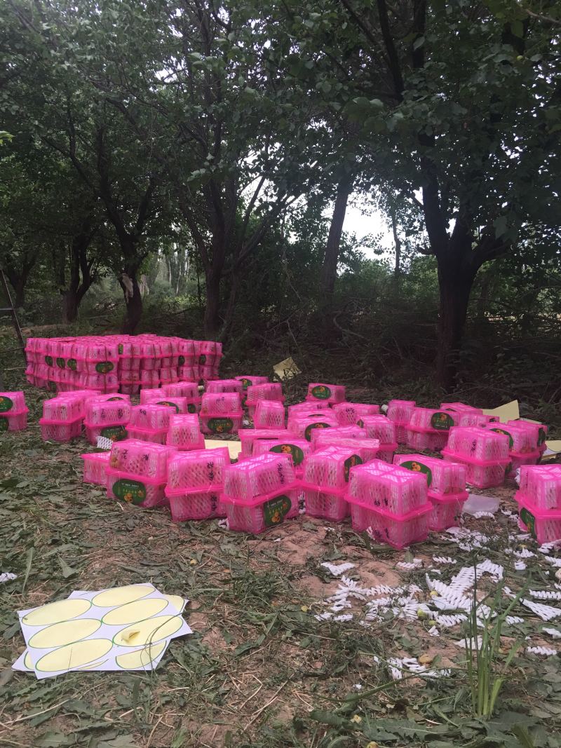 新疆库车小白杏产地直销现摘现发一件代发对接电商平台