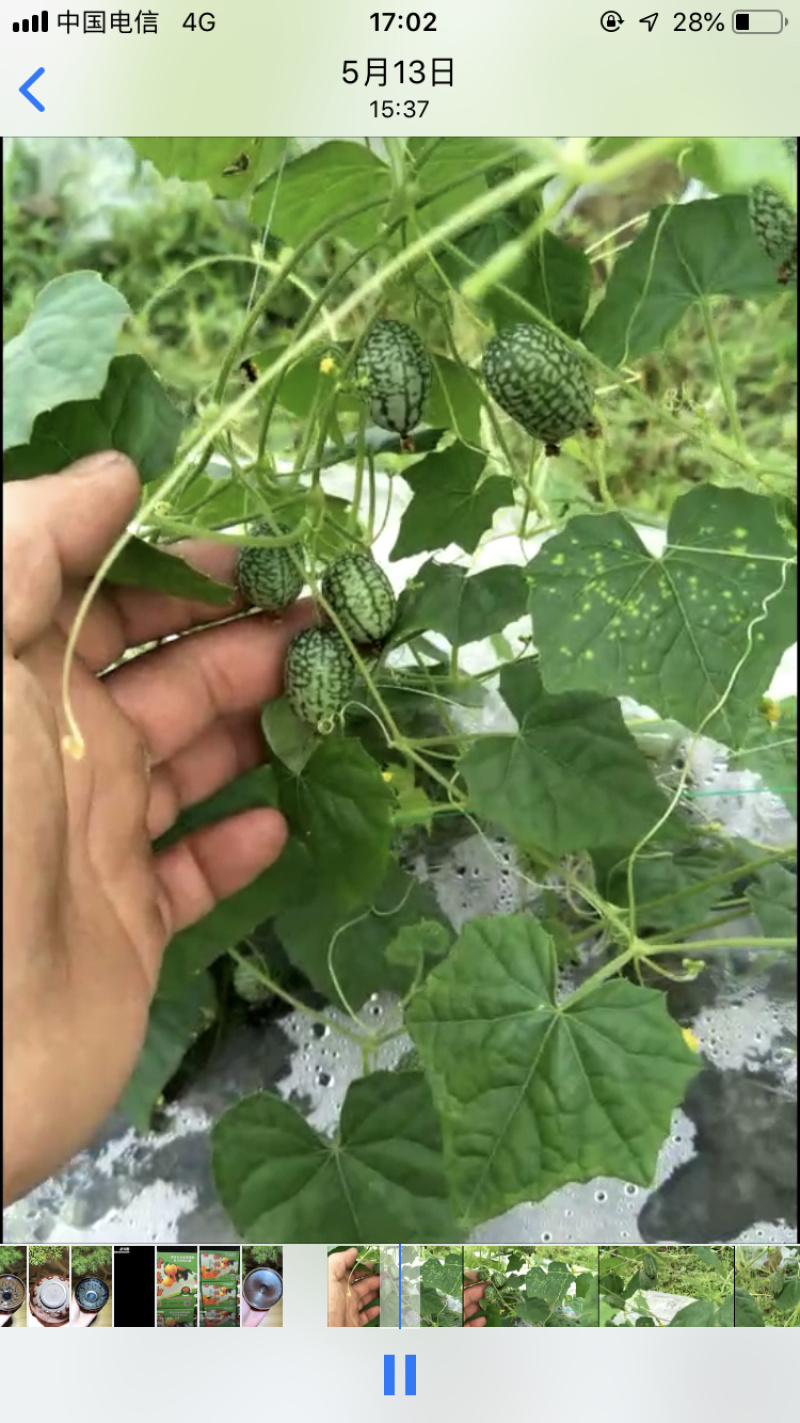拇指西瓜。网红小西瓜。迷你西瓜各种规格一件代发