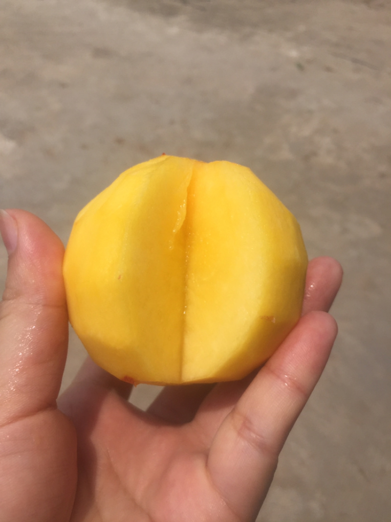 帝沣黄心油桃