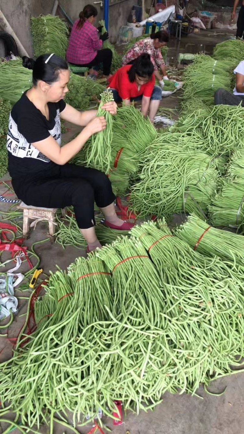 湖北长豆角，豇豆角，四季豆电商-蒙特卡罗世界赌城官方网站食堂多多买菜供应链