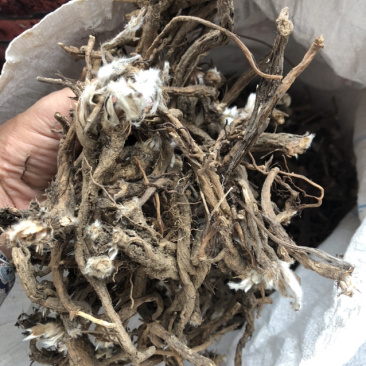 承德野生白头翁，整颗，量不大新货。