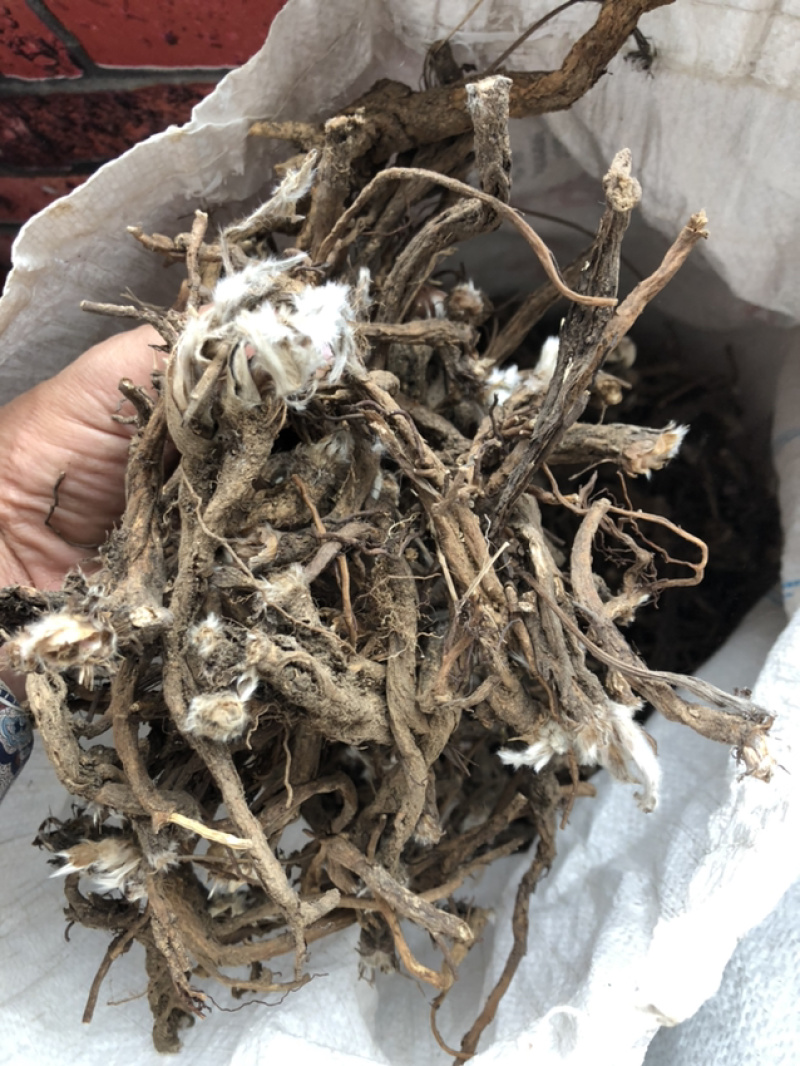承德野生白头翁，整颗，量不大新货。