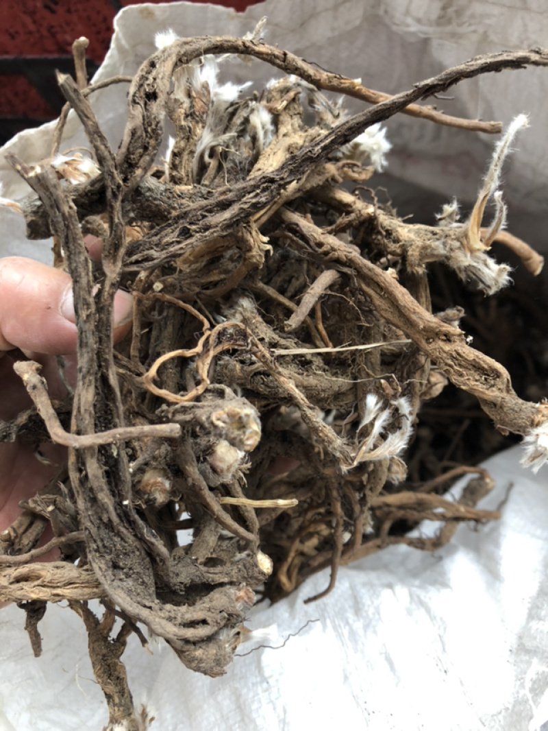 承德野生白头翁，整颗，量不大新货。