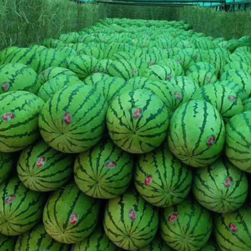 宁夏硒砂瓜金城五号西瓜石缝里的西瓜包熟包甜，个头大均匀