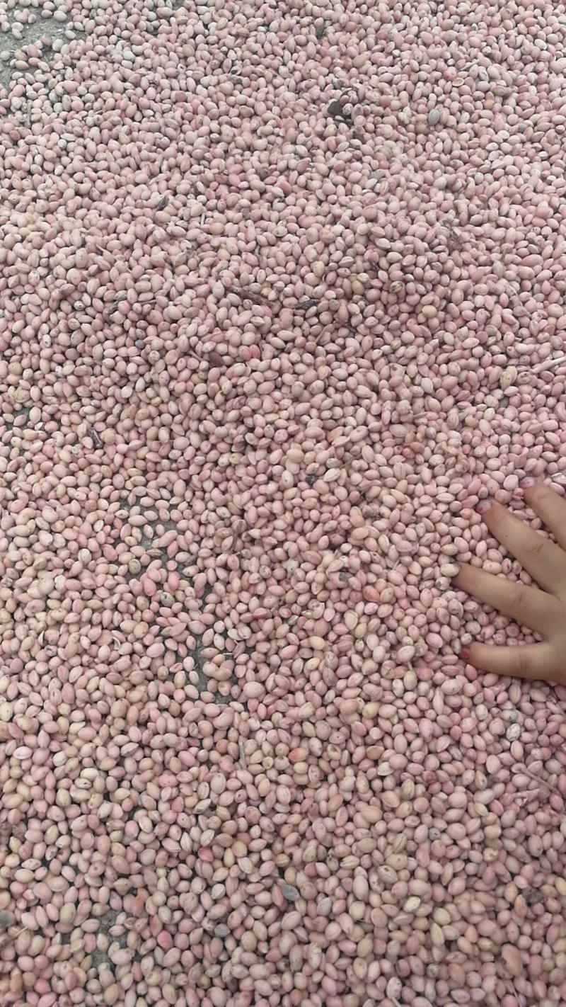 毛樱桃种子