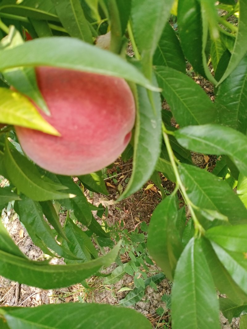 新鲜水果。