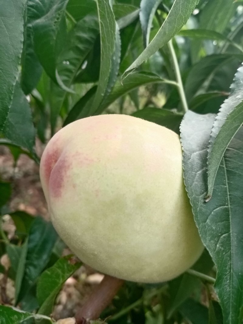 新鲜水果。