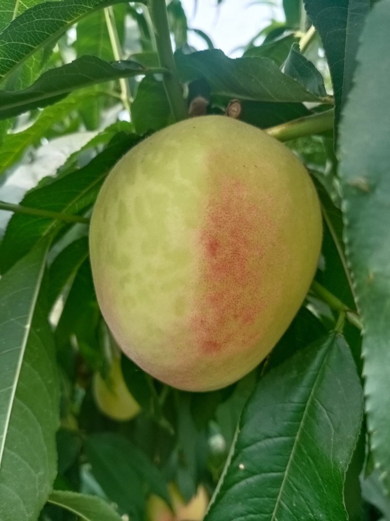 新鲜水果。