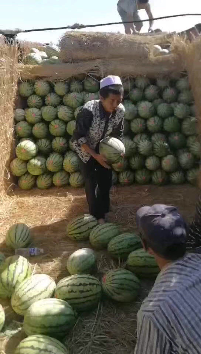 宁夏硒砂瓜金城五号西瓜石缝里的西瓜包熟包甜，个头大均匀