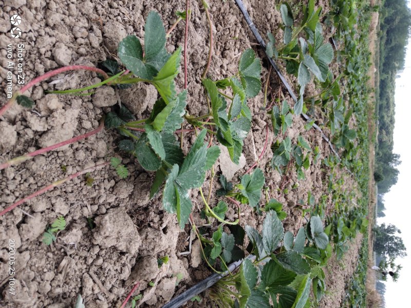 精品红颜草莓苗【**红颜068】根壮茎粗免费技术指导
