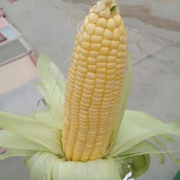 安徽芜湖水果玉米大量上市。品质质量都是一级超标，太阳花