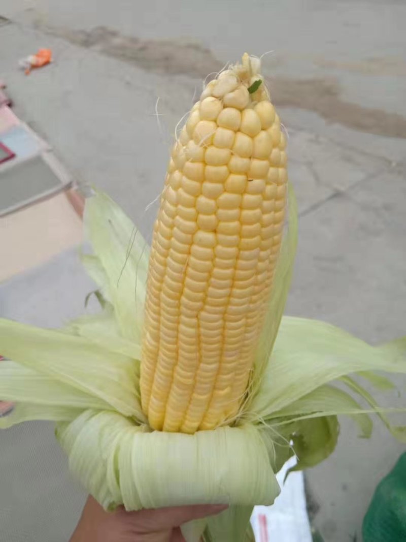安徽芜湖水果玉米大量上市。品质质量都是一级超标，太阳花