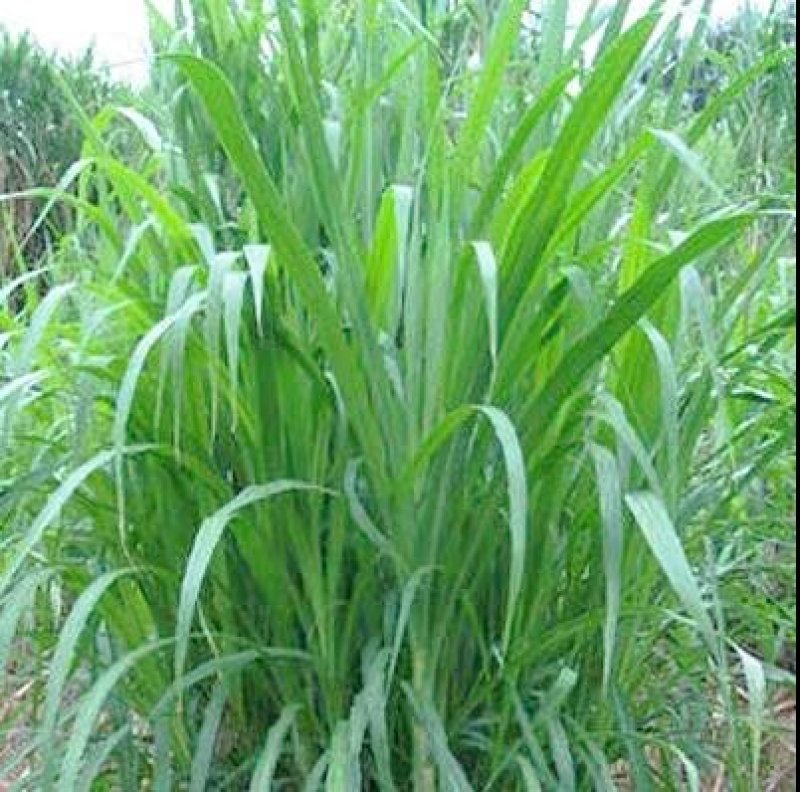 牧草种子狼尾草种子杂交狼尾草高产供草期长多次刈割禽畜牧草