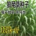 牧草种子狼尾草种子杂交狼尾草高产供草期长多次刈割禽畜牧草