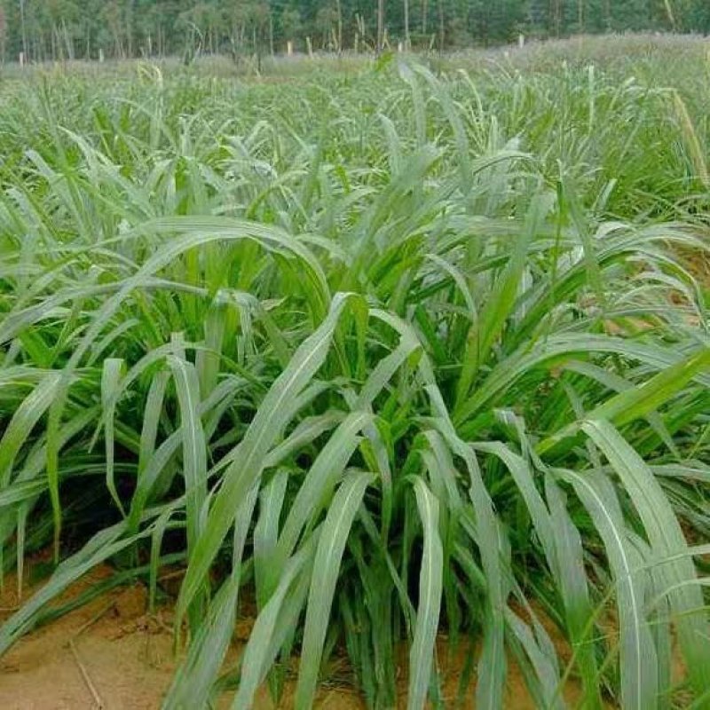 牧草种子狼尾草种子杂交狼尾草高产供草期长多次刈割禽畜牧草