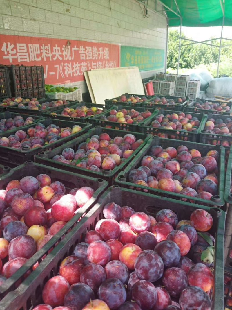 河北晋州精品李子☞脆甜可口大量上市代发全国