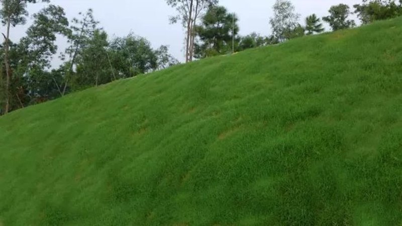 国产百喜草种籽宽叶草护坡绿化草种畜禽牛羊鱼兔