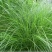 国产百喜草种籽宽叶草护坡绿化草种畜禽牛羊鱼兔