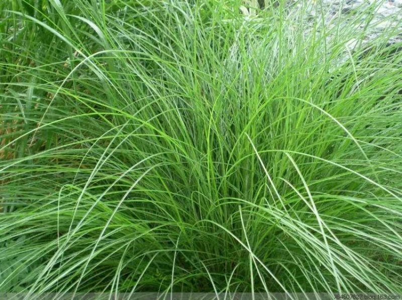 国产百喜草种籽宽叶草护坡绿化草种畜禽牛羊鱼兔