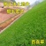 国产百喜草种籽宽叶草护坡绿化草种畜禽牛羊鱼兔