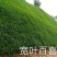 国产百喜草种籽宽叶草护坡绿化草种畜禽牛羊鱼兔