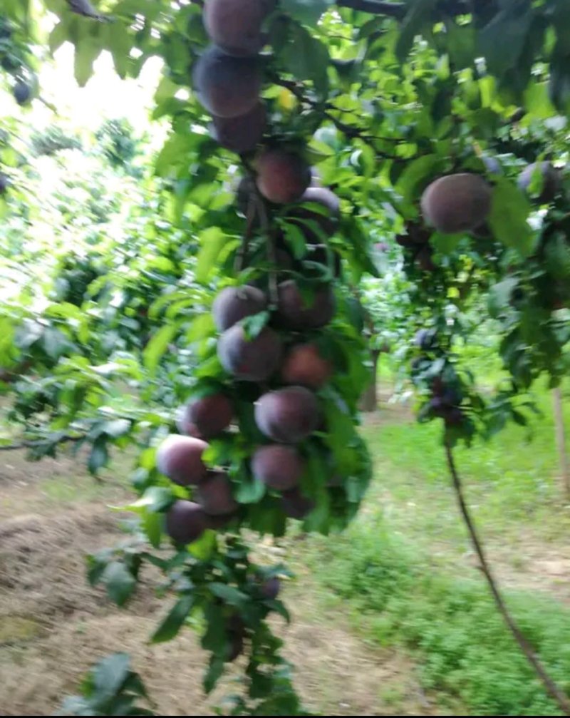 黑布李