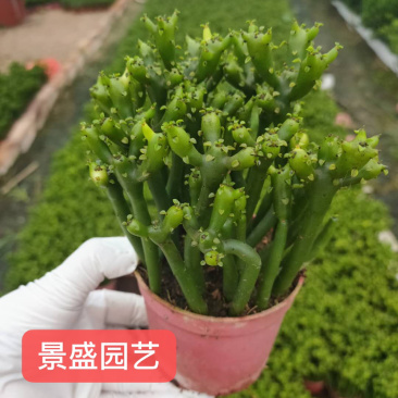 『新货上市』珊瑚棒光棍树直销基地价格