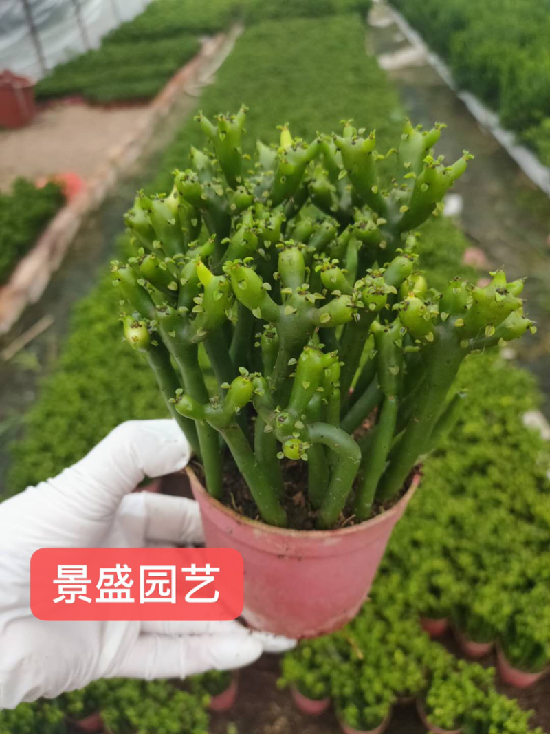 『新货上市』珊瑚棒光棍树直销基地价格