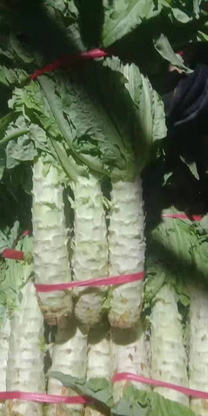 青笋