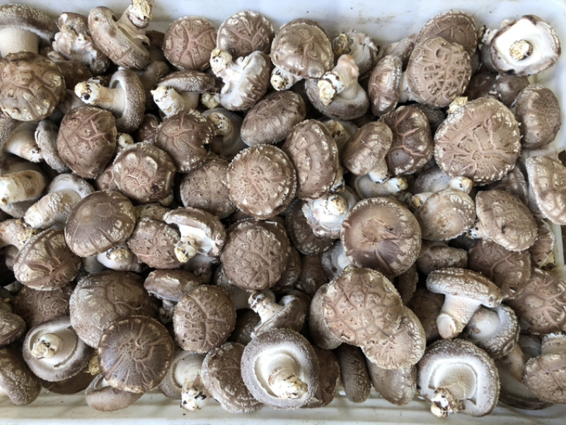 食用菌鲜货