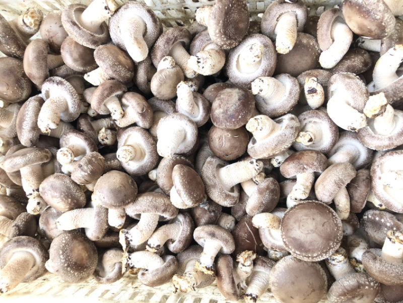 食用菌鲜货