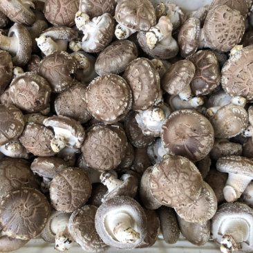 食用菌鲜货